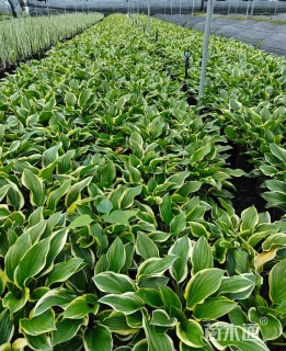 高度20厘米金边玉簪