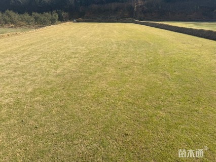 草卷状马尼拉草