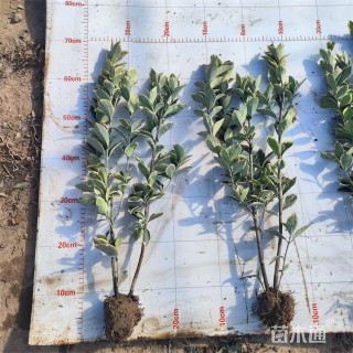 高度60厘米金边黄杨小苗