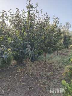 高度200厘米木绣球