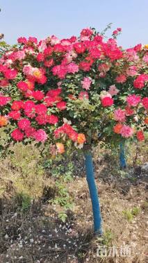 高度150厘米月季