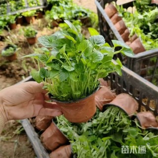 高度30厘米紫花地丁