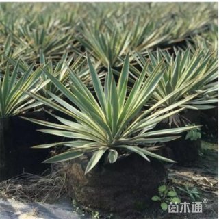 高度90厘米剑麻