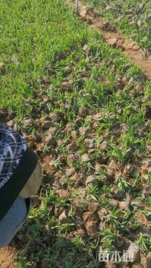 高度12厘米大花萱草