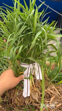 高度10厘米大花萱草