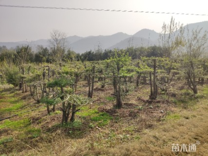 10公分造型对节白蜡