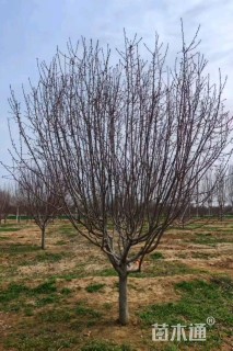 19公分绚丽海棠