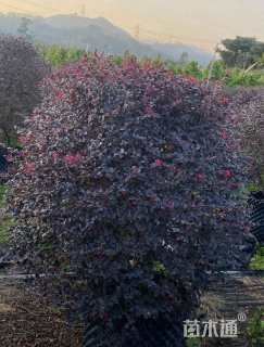 冠幅10厘米红花继木球