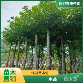 15公分水翁