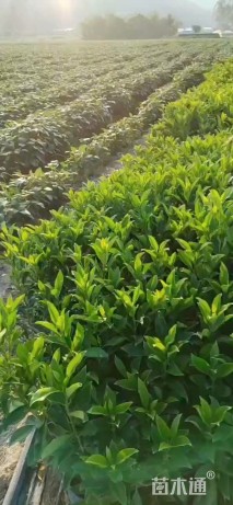 高度40厘米非洲茉莉