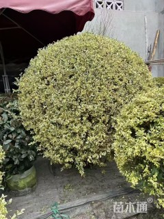 高度120厘米金姬小蜡