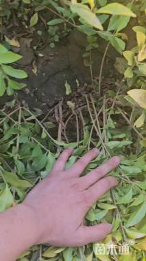 高度50厘米金森女贞