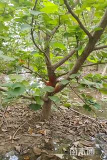 高度200厘米海滨木槿