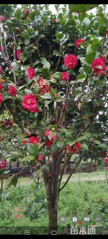 高度180厘米茶花