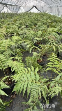高度50厘米胎生狗脊蕨