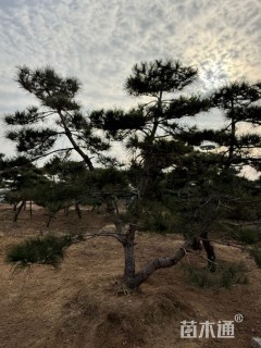 26公分造型景观松