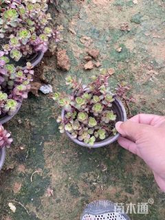 高度10厘米菊叶红景天