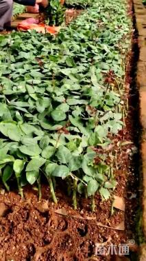 高度25厘米花叶假连翘