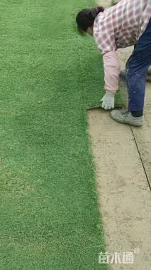 草卷状百慕大草