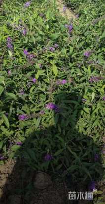 高度25厘米醉鱼草