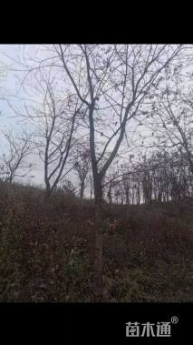 14公分云南樱花