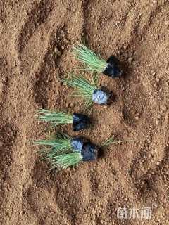 高度13厘米坡地毛冠草