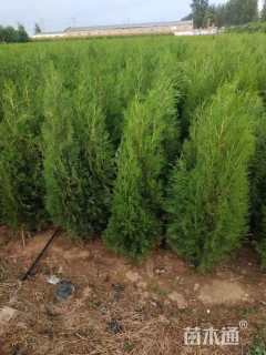 高度150厘米侧柏