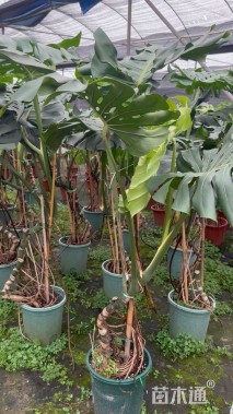 1厘米穿孔龟背竹