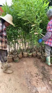 0.8公分澳洲坚果