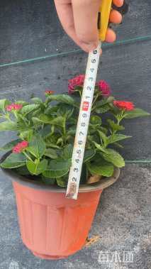 高度20厘米马缨丹