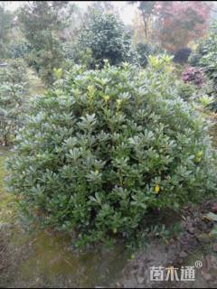 高度150厘米海桐