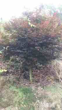 10公分中国红枫