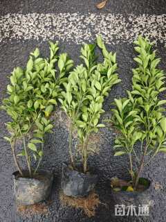 高度35厘米大叶黄杨小苗