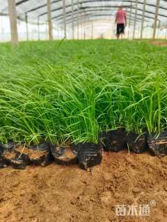 高度20厘米青绿苔草