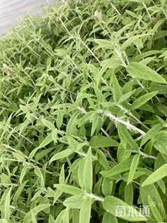 高度10厘米墨西哥鼠尾草