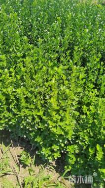 高度120厘米北海道黄杨