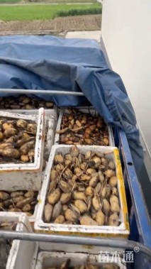 高度35厘米荷花