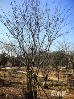 原生苗丛生无患子