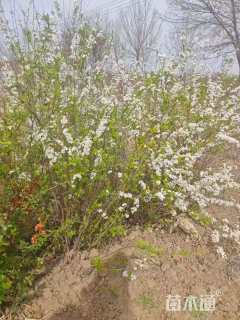 高度40厘米喷雪花
