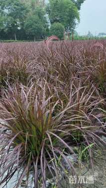 高度60厘米狼尾草
