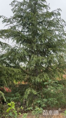 高度800厘米雪松