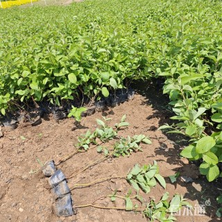 高度51厘米红瑞木