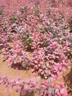 高度40厘米红叶小檗