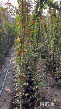 200厘米藤本月季