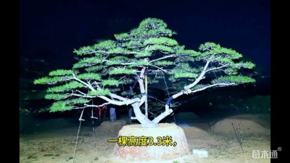 40公分造型黑松