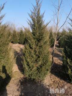 高度300厘米塔柏