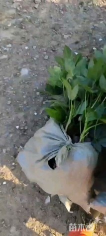 高度30厘米八角金盘小苗