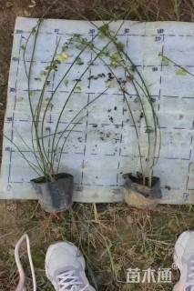 高度30厘米迎春花