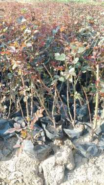 高度30厘米大花月季