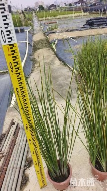 高度80厘米赤箭莎